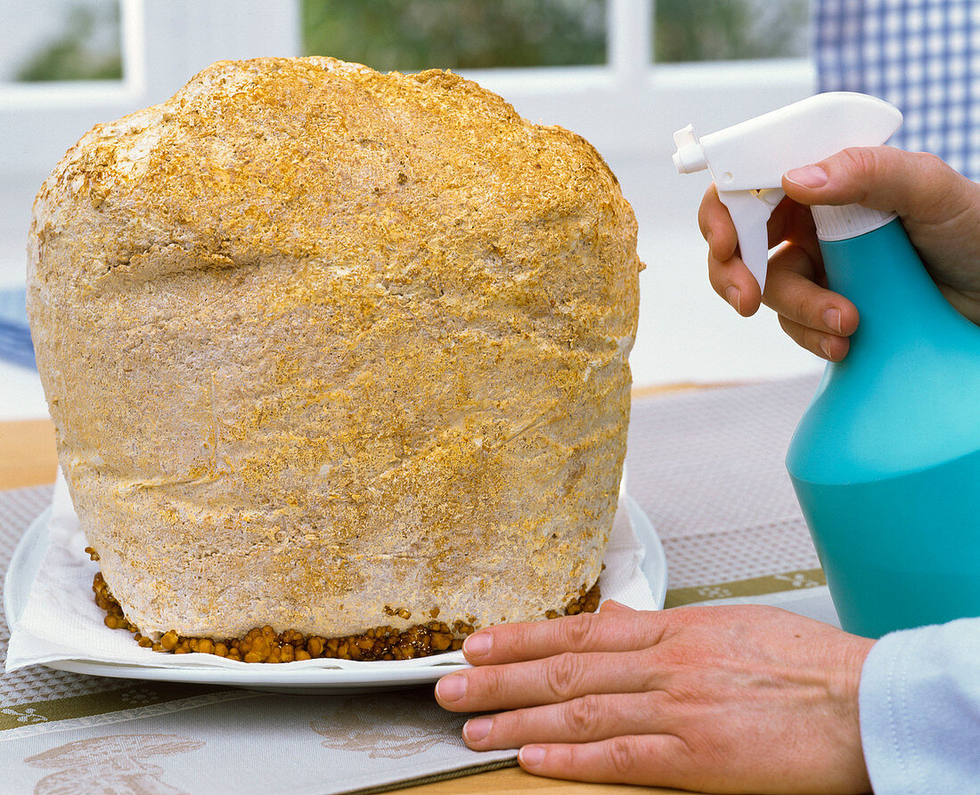Thoroughly spray bale with ready culture for Pholiota (Toscana mushroom)