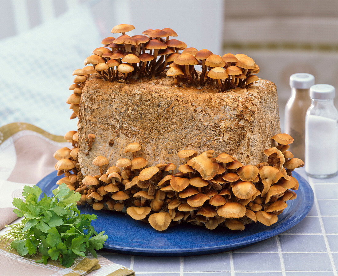 Kuehneromyces (Stockschwämmchen) auf Ballen als Fertigkultur