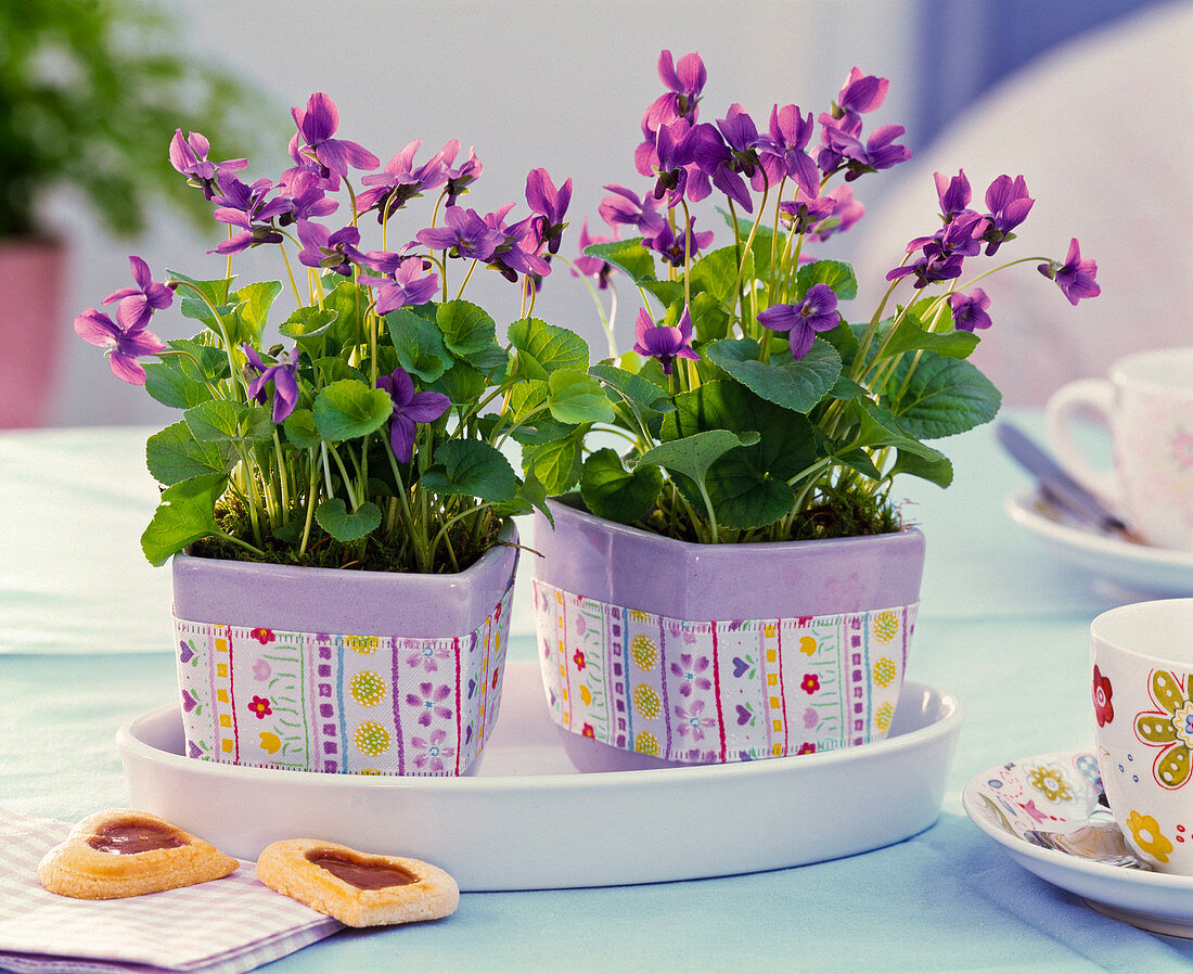 Viola odorata in square pots with ribbon