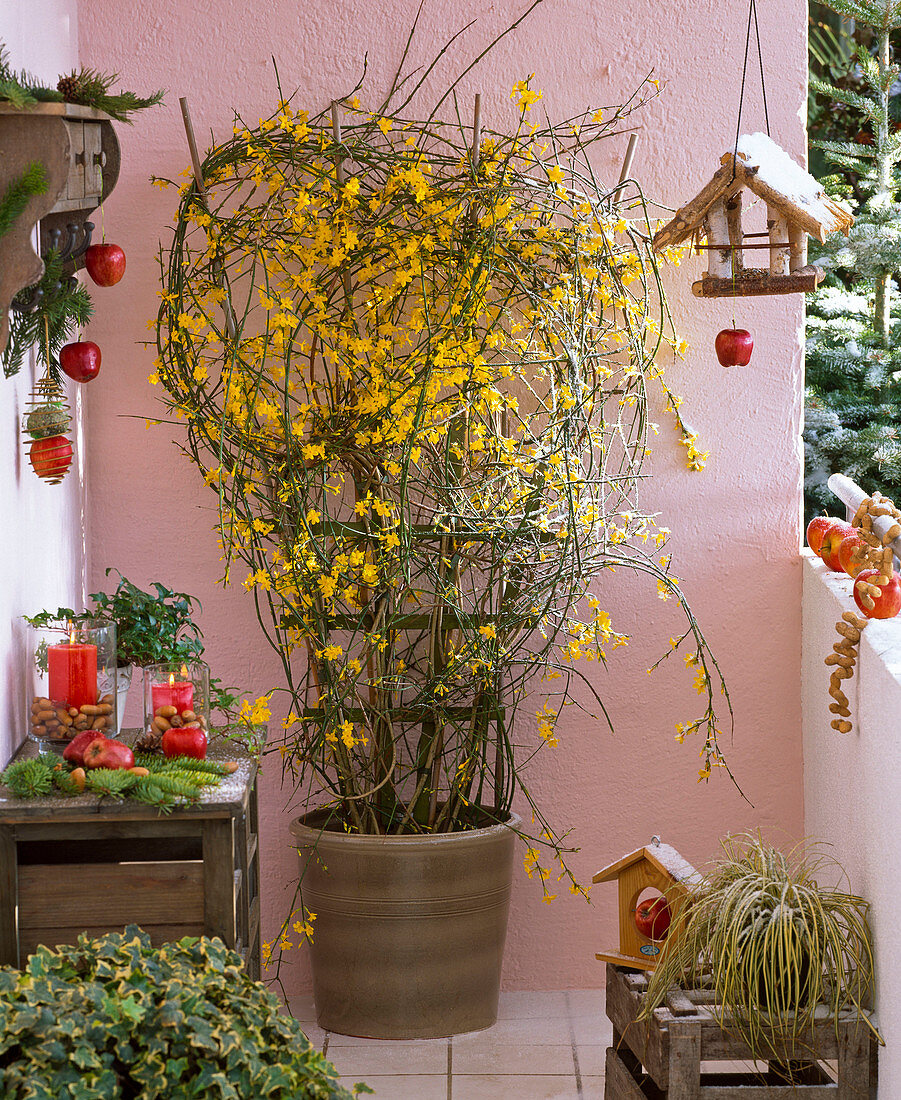 Jasminum nudiflorum (winter jasmine) blooming on the trellis