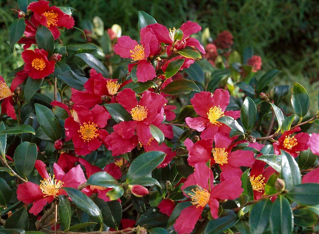 Camellia sasanqua 'Hiryu' (Kamelie), herbstblühend