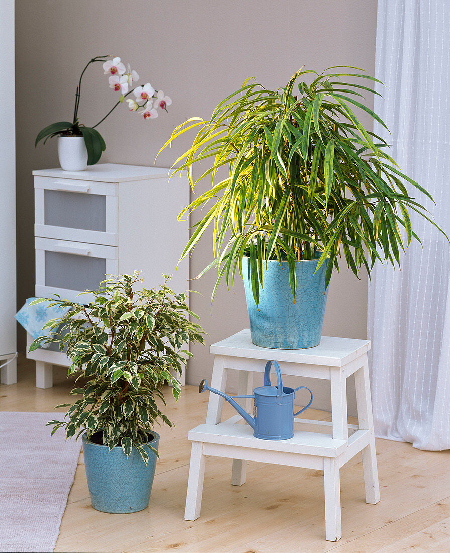 Ficus binnendijkii 'Amstel Gold' (narrow-leaved gum tree)