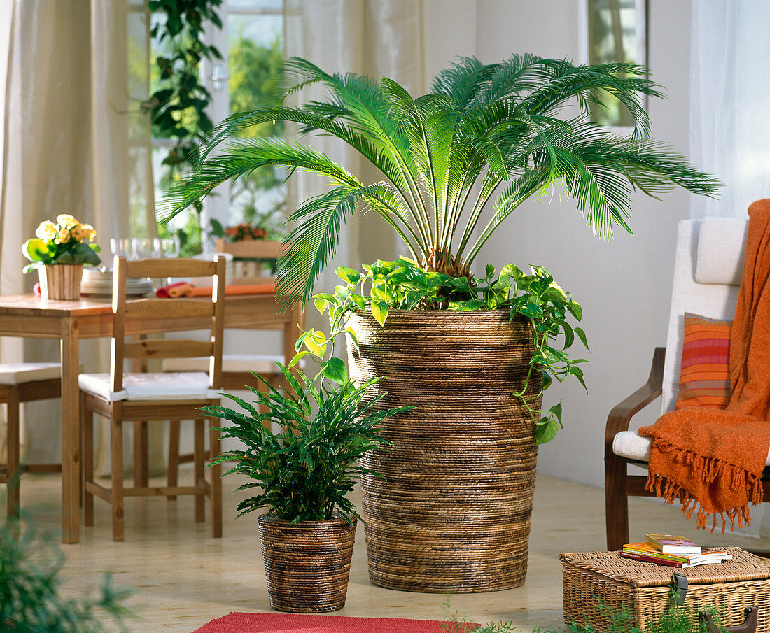 Cycas revoluta (Sagopalme) unterpflanzt mit Epipremnum