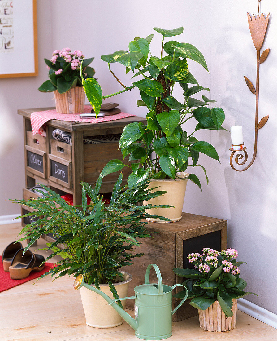 Calathea rufibarba 'Blue Grass' (Korbmarante), Epipremnum