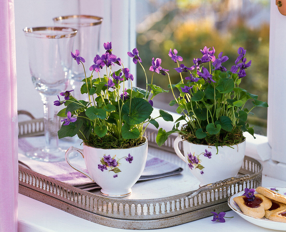 Viola odorata (Duftveilchen) in Tassen auf Tablett