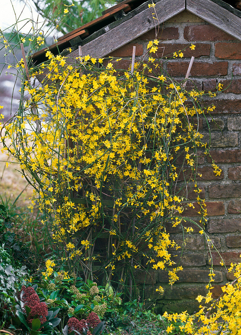 Jasminum nudiflorum planted at small garden house, Skimmia