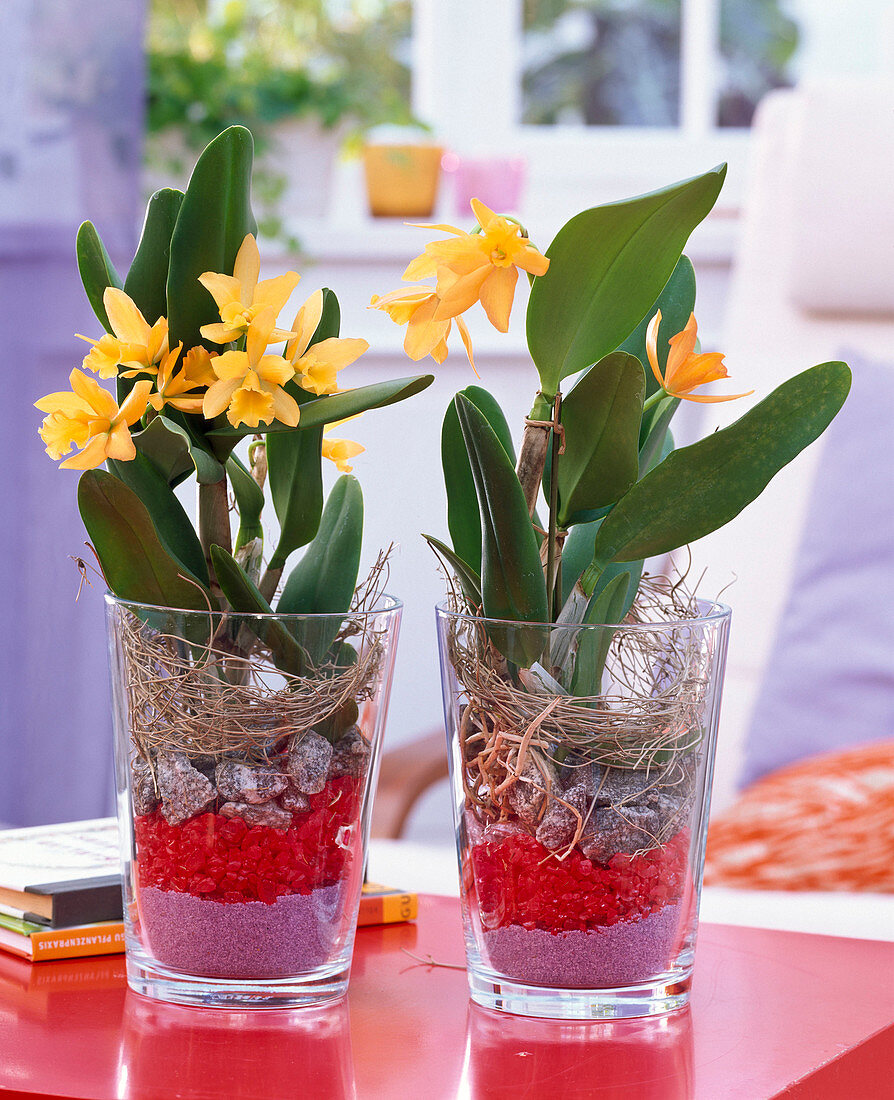 Cattleya in Gläsern gefüllt mit Deko-Sand, Deko-Steinen, Granitsteinen