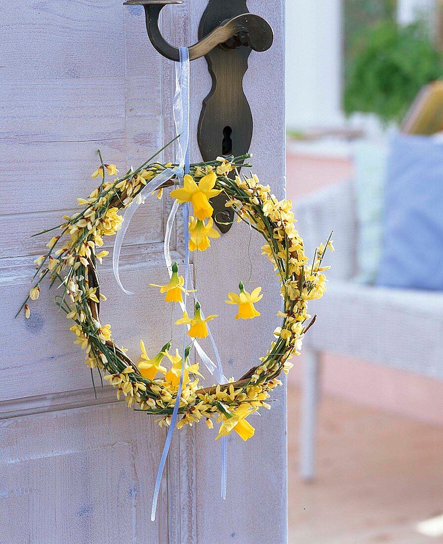 Wreath of Cytisus (broom) and Narcissus (daffodils) on door handle