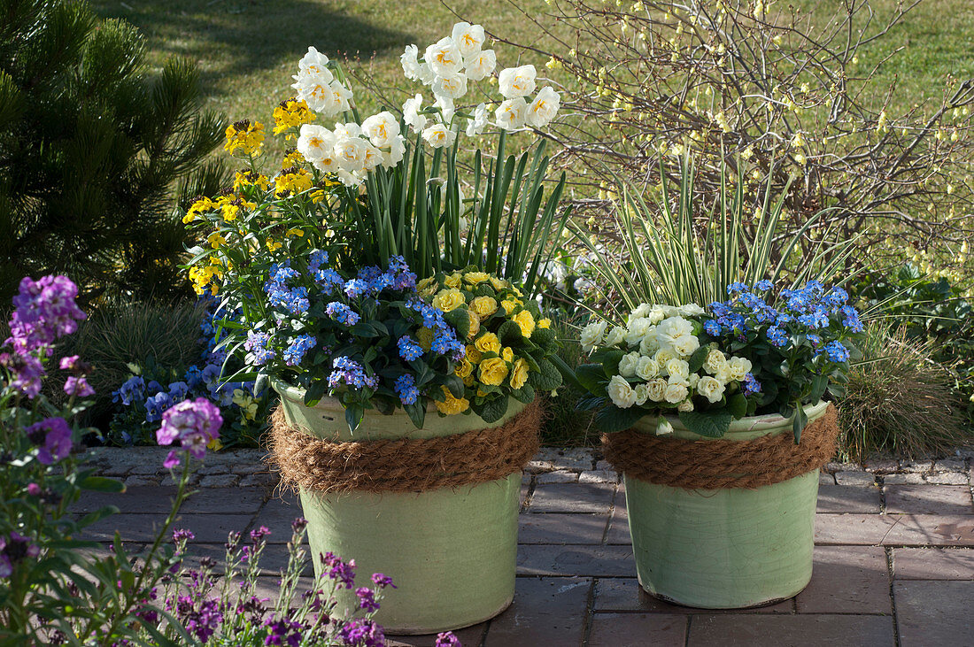 Spring flirt: Myosotis 'Myomark', Primula Belarina