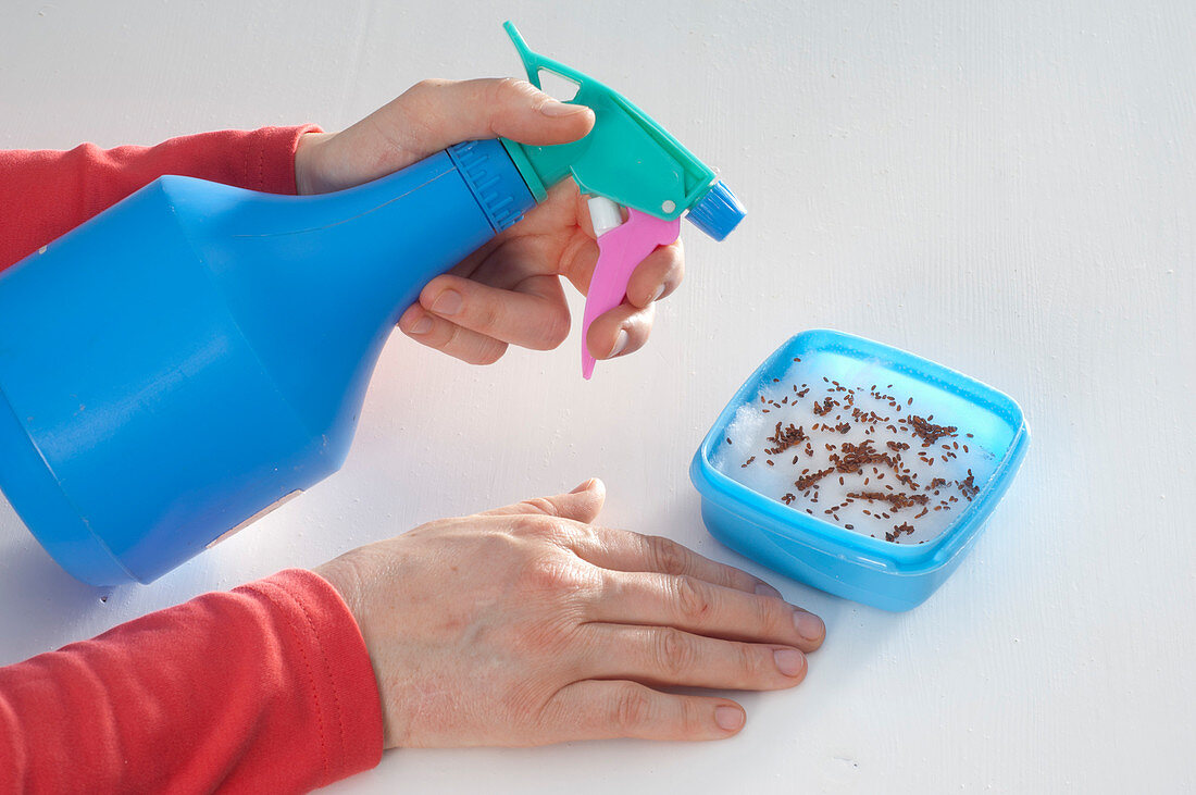 Sowing cress in fresh food tins (3/4)