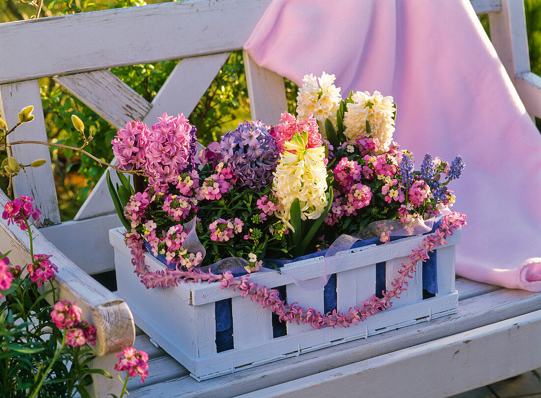 Hellblau angemalte Obststiege mit Hyacinthus (Hyazinthen)