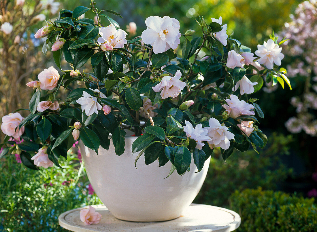 Camellia japonica 'Hagoromo' (camellia)