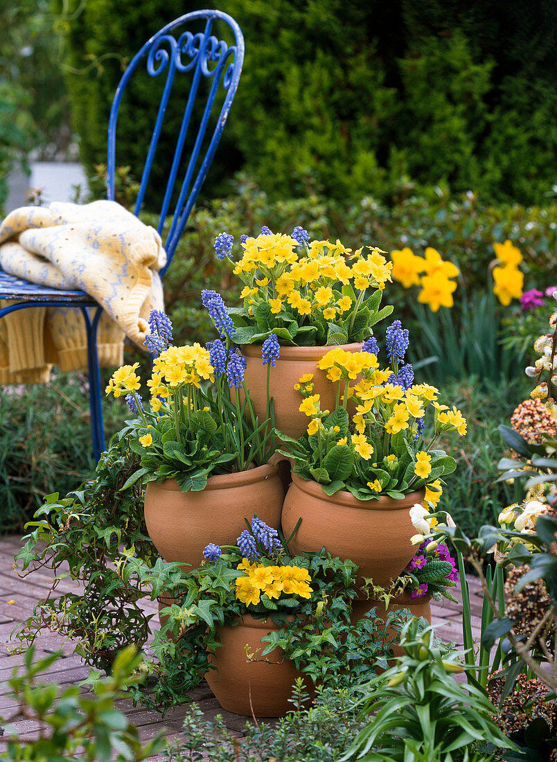 Tower of terracotta pots with primula elatior and acaulis