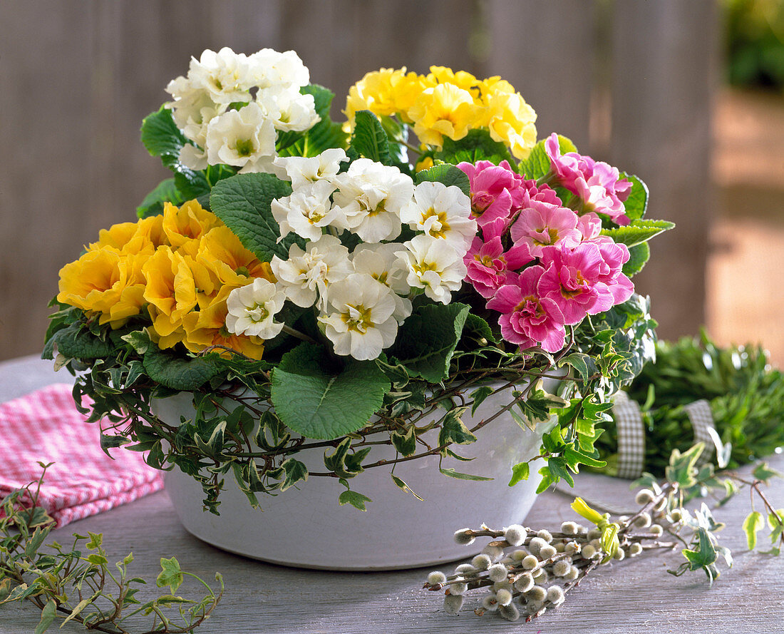 Bowl of Primula acaulis (Semi-blooming Spring Primrose)