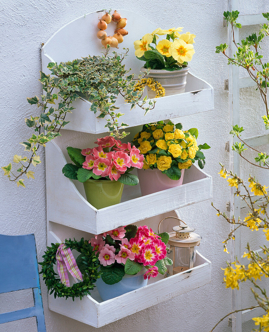 Wandregal mit Primula acaulis (Frühlingsprimeln) und Primula Belarina