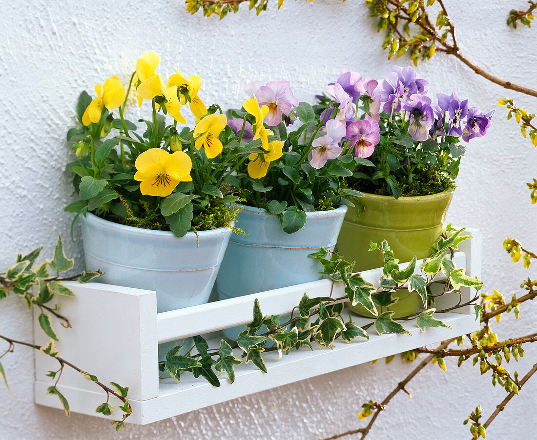 Viola cornuta (horn violet) on a small wall shelf made of wood