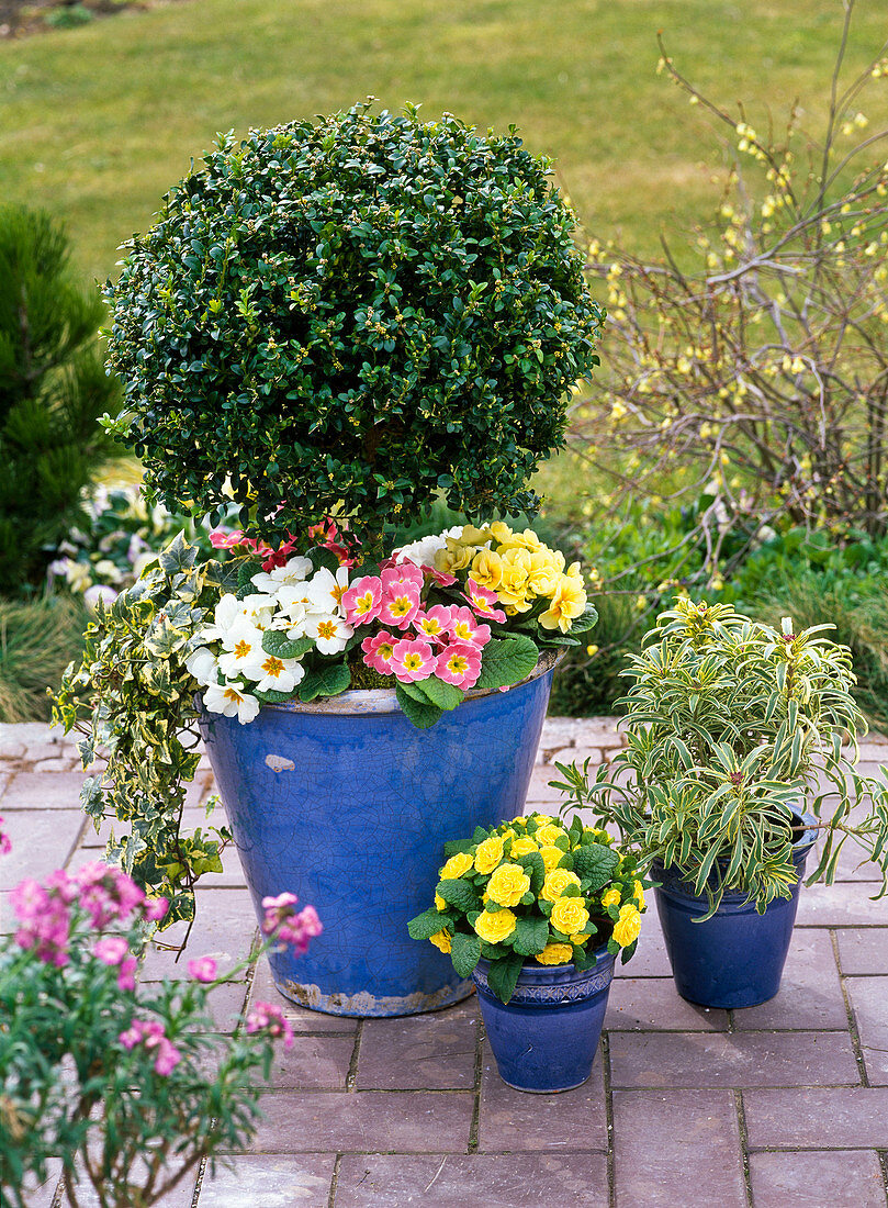 Buxus (box trunk) underplanted with Primula (spring primroses)