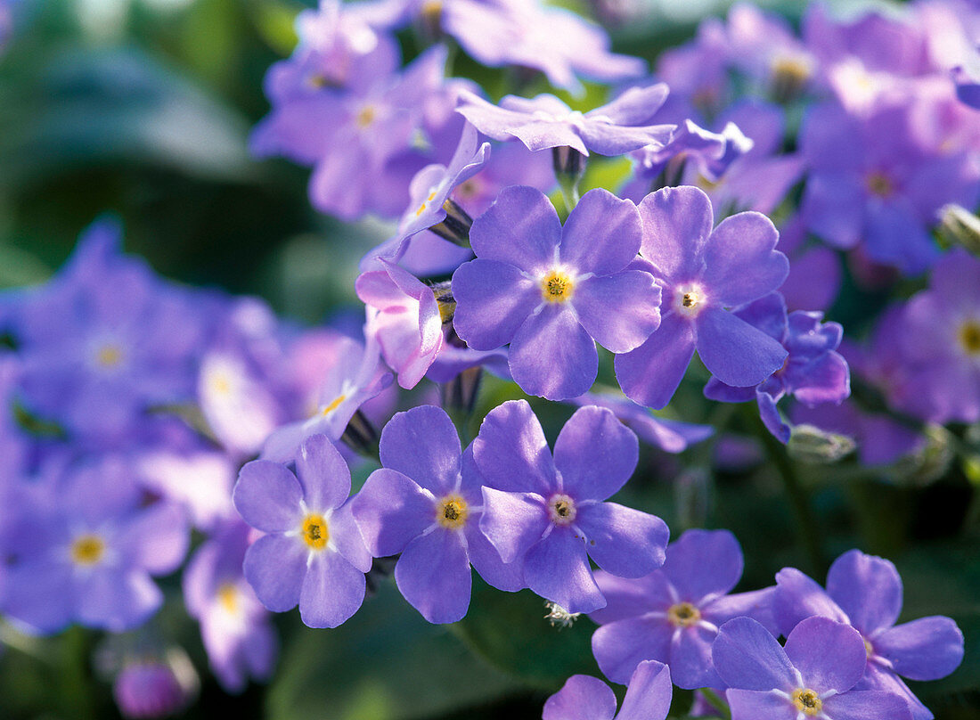 Myosotis 'Myomark' (Forget-me-not)