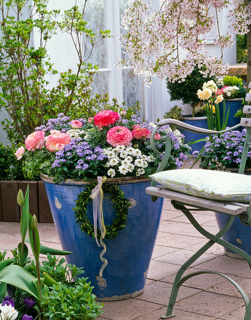 Myosotis 'Myomark' (Forget-me-not) and Ranunculus