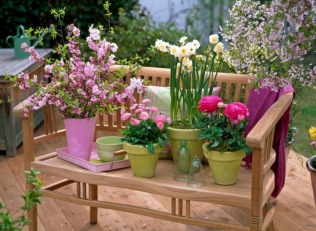 Prunus (ornamental cherry) bouquet, pots with Narcissus