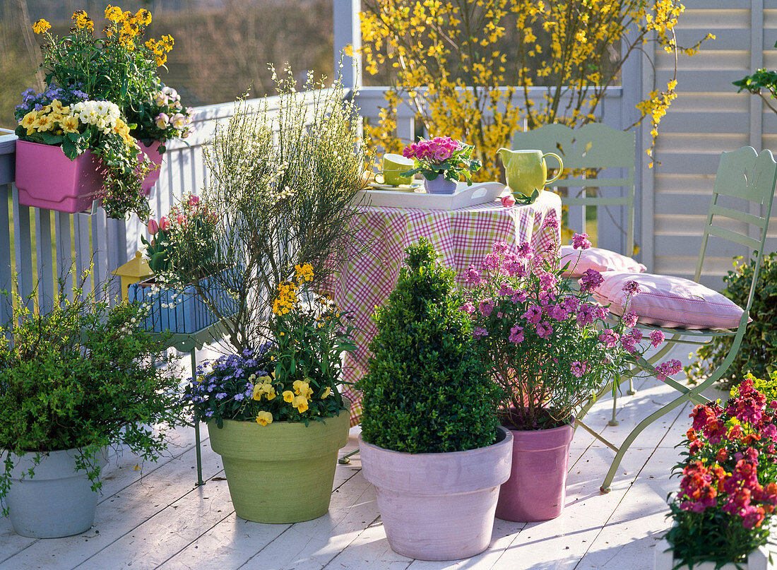 Buxus (Box Pyramid), Cytisus (Broom), Erysimum