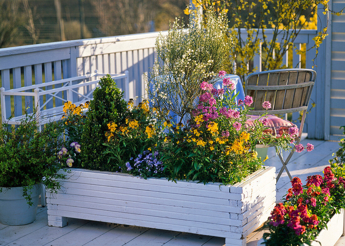 White wooden container with Erysimum (golden violet), Cytisus (broom)