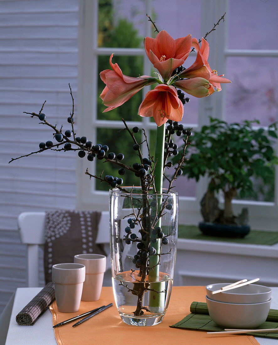 Hippeastrum (Amaryllis), Prunus (Sloes)