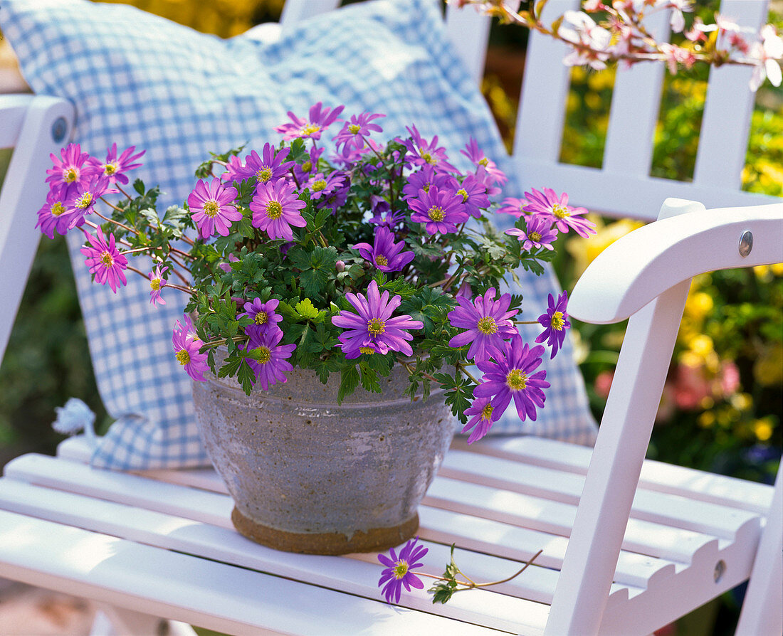 Anemone blanda (Frühlingsanemone)