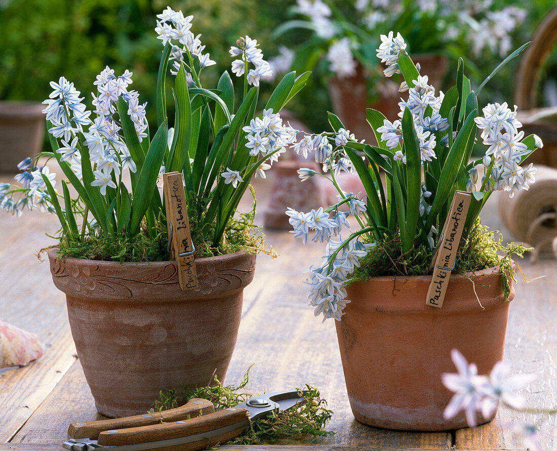 Puschkinia scilloides (Puschkinia) in clay pots