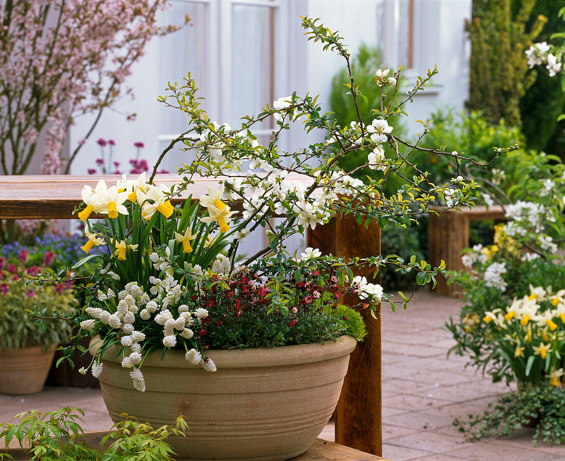 Bowl with Chaenomeles 'Nivalis' (ornamental quince), Narcissus 'Trena' (narcissus)