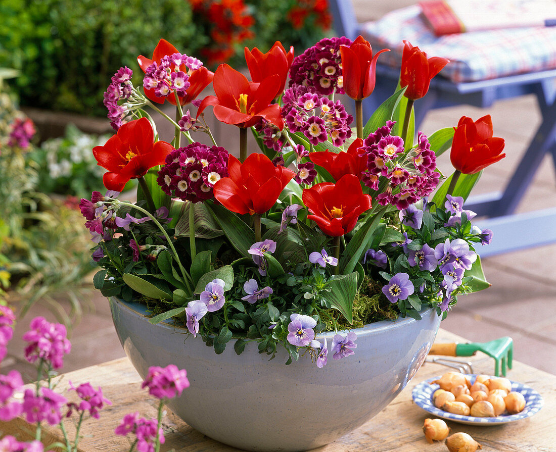 Schale mit Tulipa 'Red Paradise' (Tulpen), Primula auricula