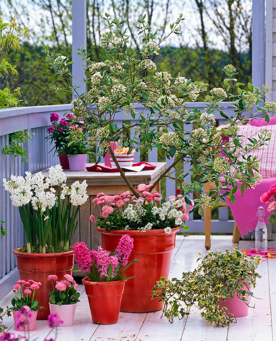 Duftbalkon mit Viburnum burkwoodii (Duftschneeball)