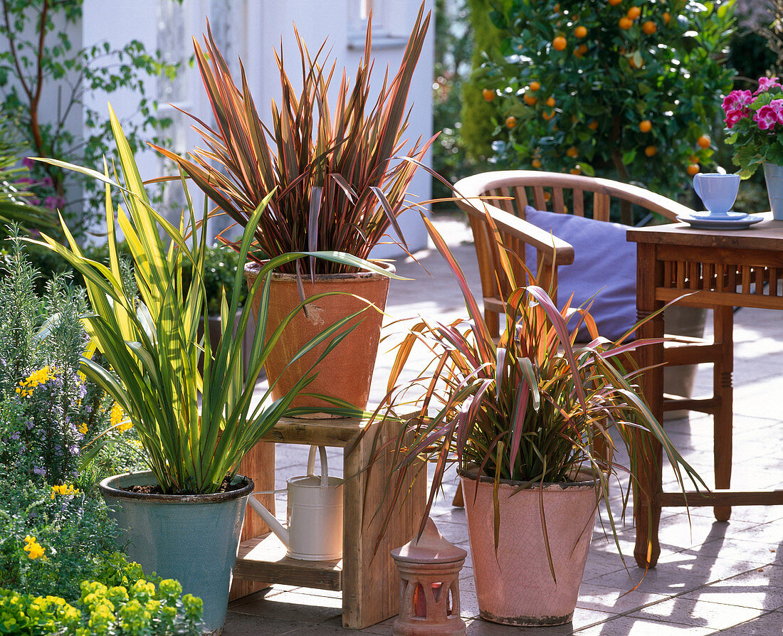 Phormium tenax 'Jester' 'Rainbow Queen' 'Yellow Wave' (Neuseelandflachs)