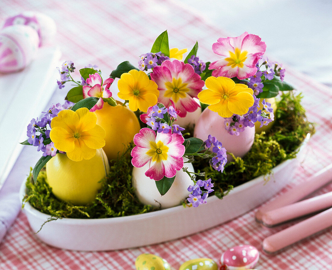 Primula, myosotis in blown easter eggs