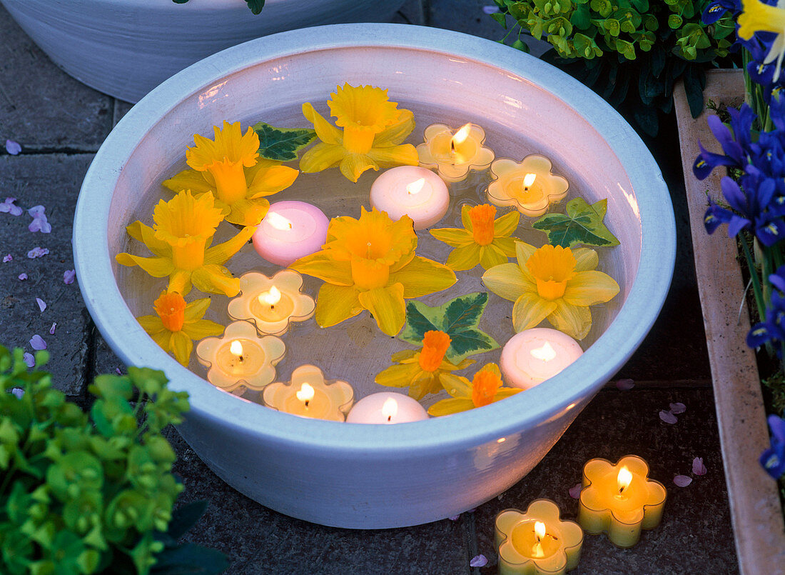 Blossoms of various Narcissus (Narcissus) and floating candles in water