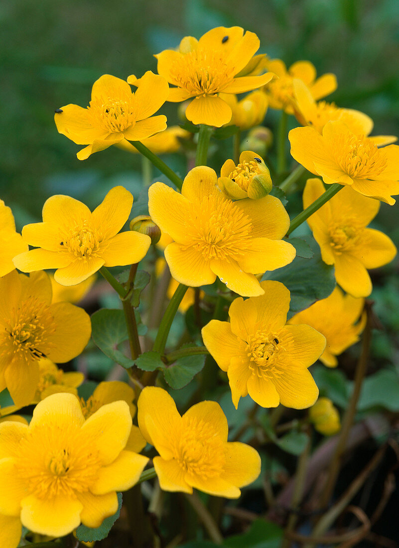 Caltha palustris (Marsh marigold)