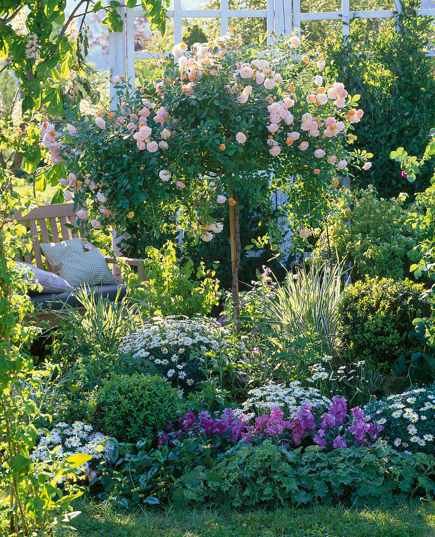 Pink 'Ghislaine De Feligonde' (climbing rose) as a high stem