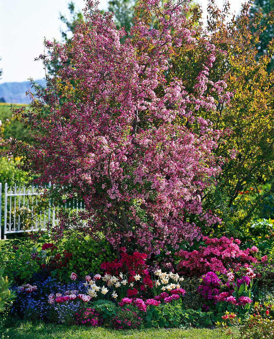 Malus 'Van Eseltine' (Zierapfel), Rhododendron 'Blauws Pink'