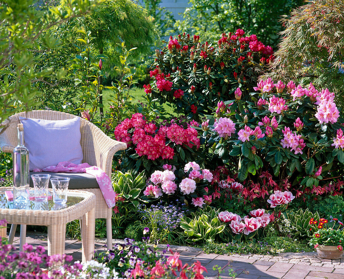 Rhododendron 'Scintillation' und Yakushimanum 'Morgenrot'