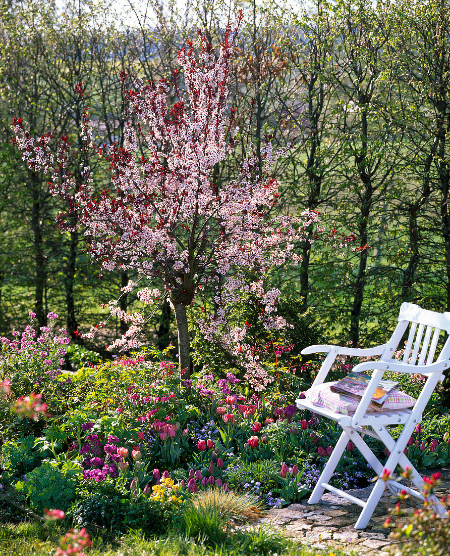 Prunus cistena (dwarf prune), trunk underplanted with Tulipa