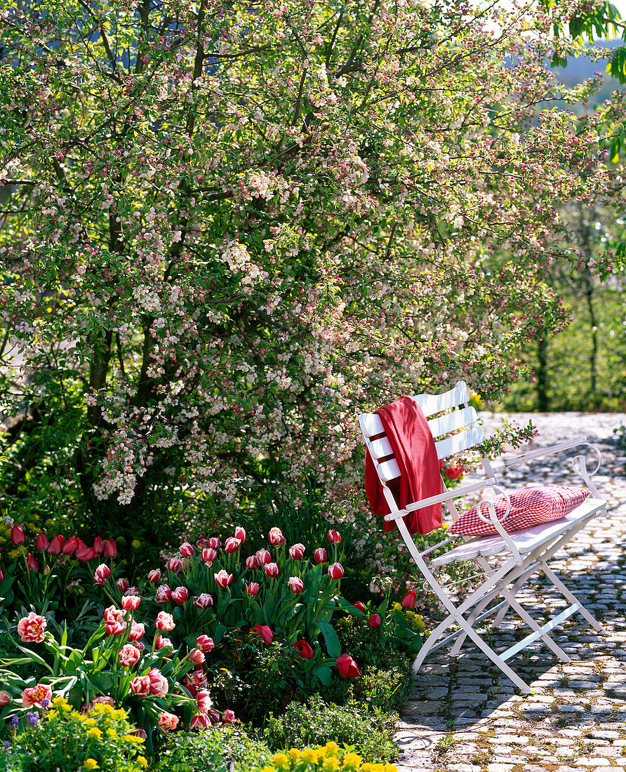 Malus 'Evereste' (Zierapfel), Tulipa 'Wirosa' 'Couleur Cardinal'