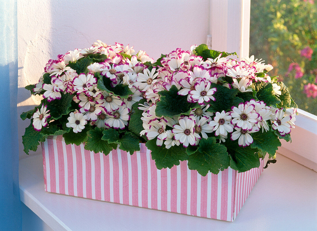 Senecio cruentus (ash flower) in pink striped box