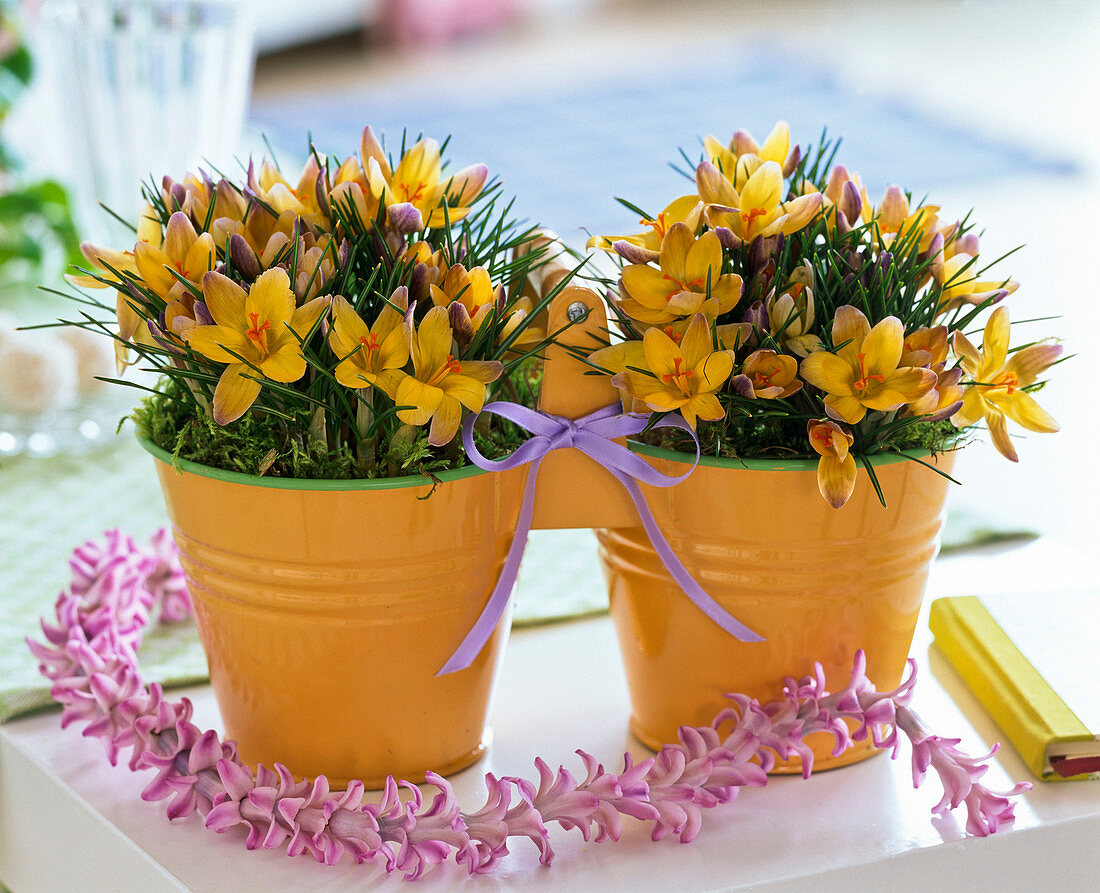 Crocus in metal double pots, chain of threaded flowers