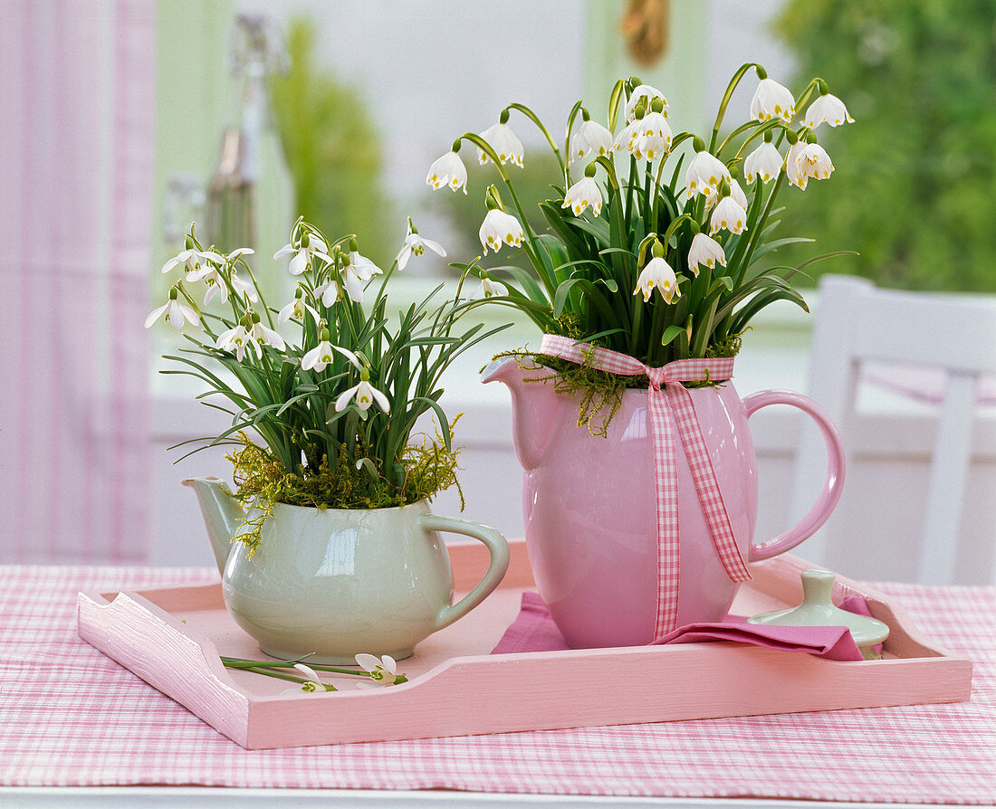 Galanthus (snowdrop), Leucojum (marigold) in pitchers