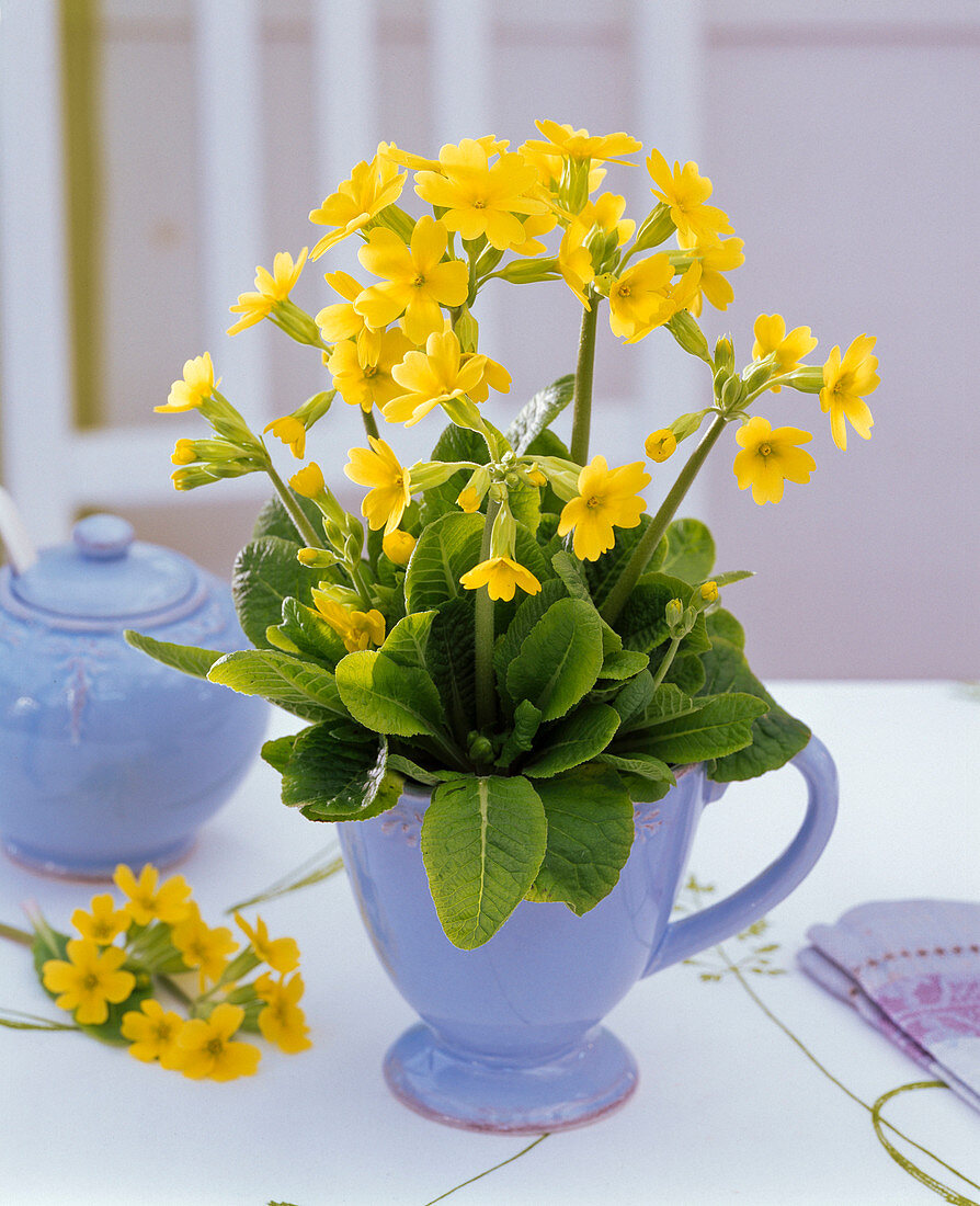 Primula veris (cowslip) in cup