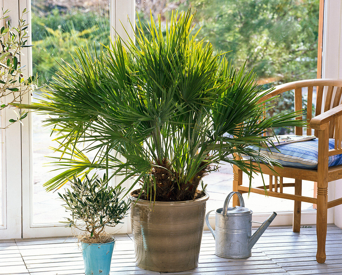 Chamaerops humilis (Zwergpalme), Olea (Olive), Gießkanne im Wintergarten