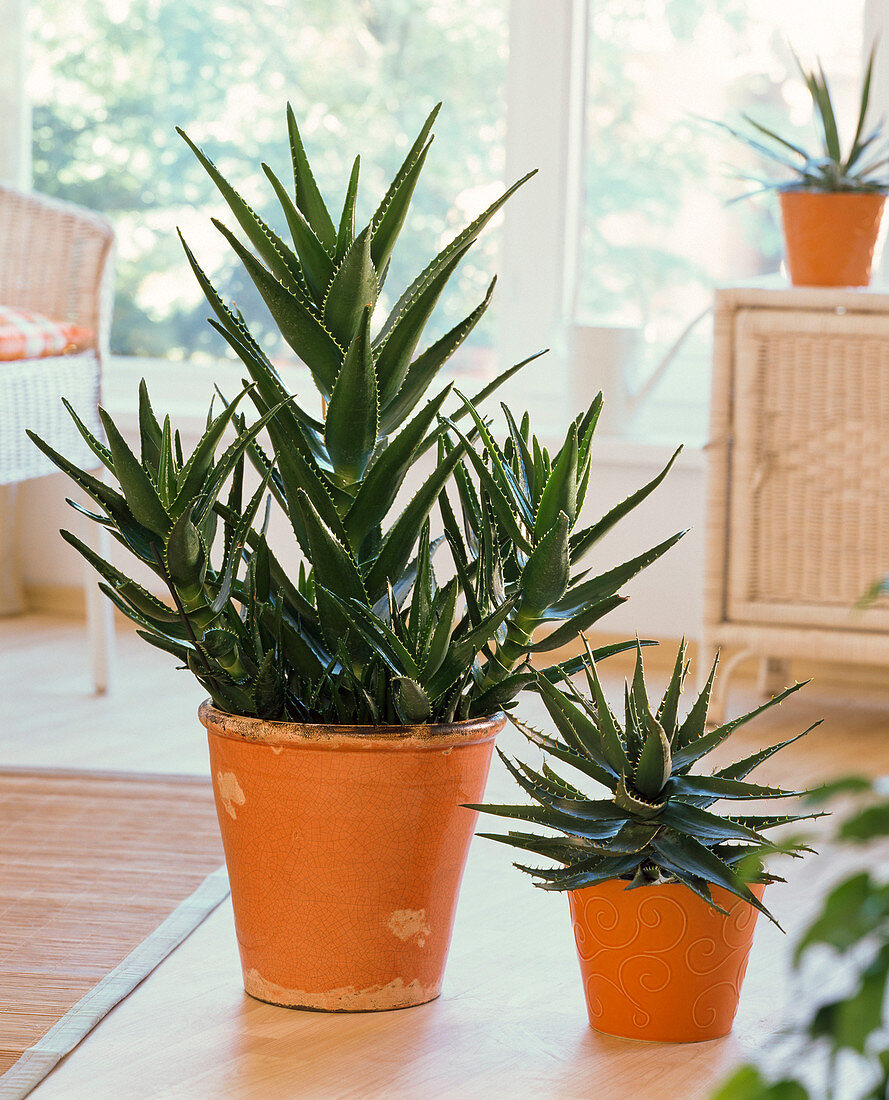 Aloe in orange planters on the ground