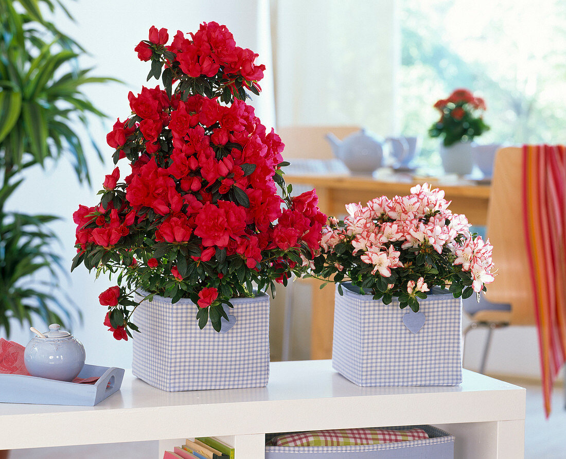 Rhododendron simsii (indoor azaleas), pyramid and hemisphere in fabric bags