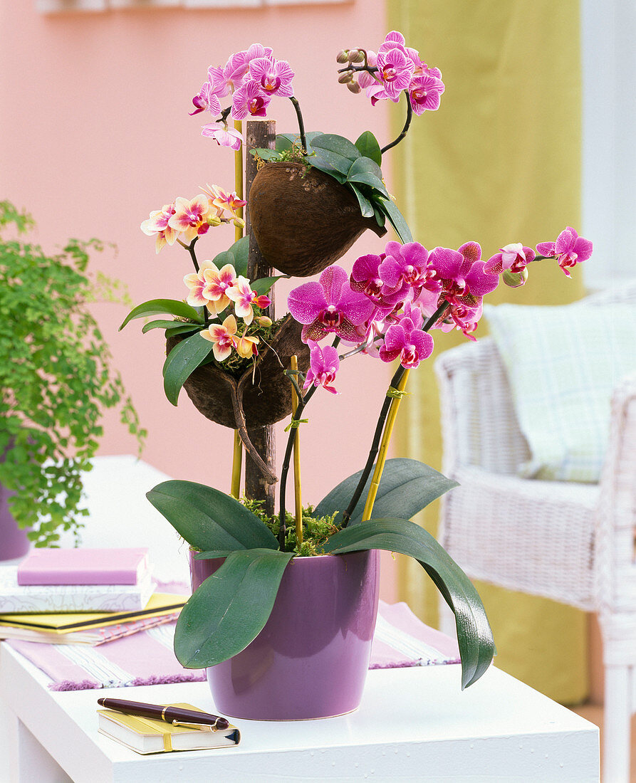 Phalaenopsis and mini Phalaenopsis (Malay flowers)
