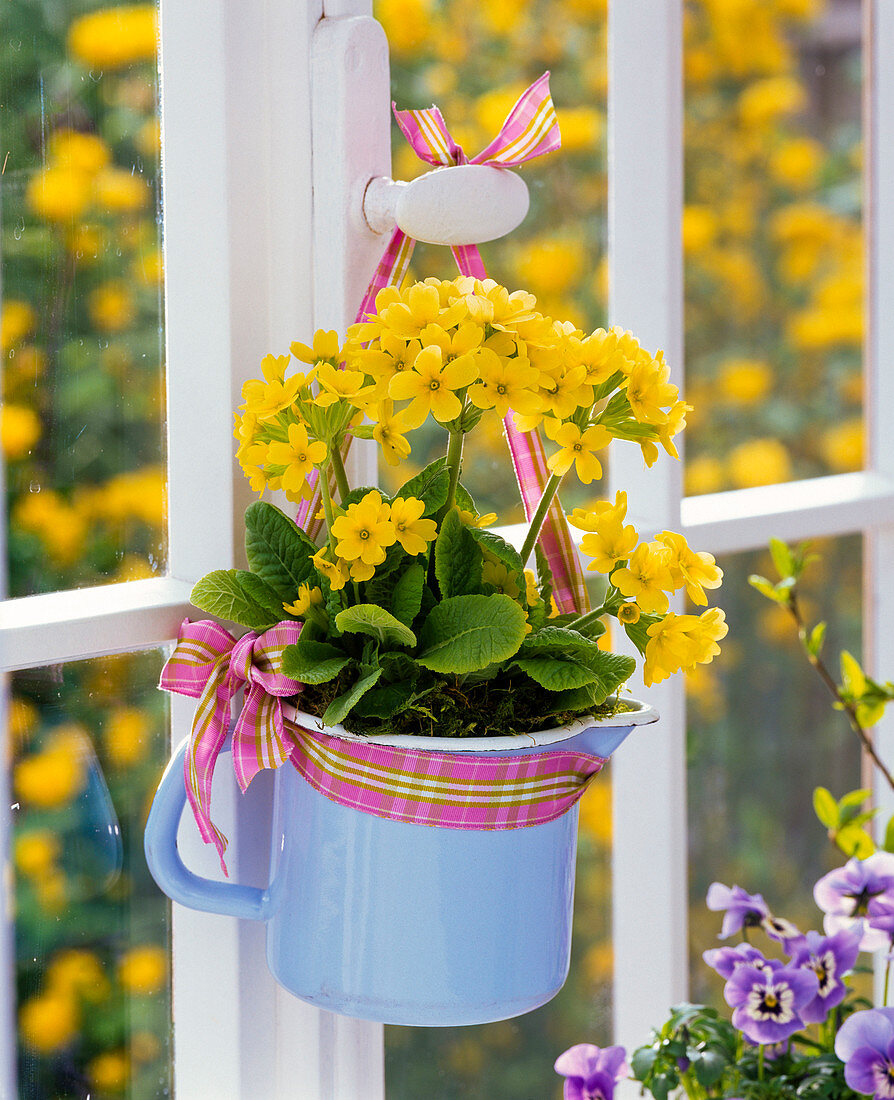 Primula veris (Schlüsselblume) in Milchkanne am Fenstergriff